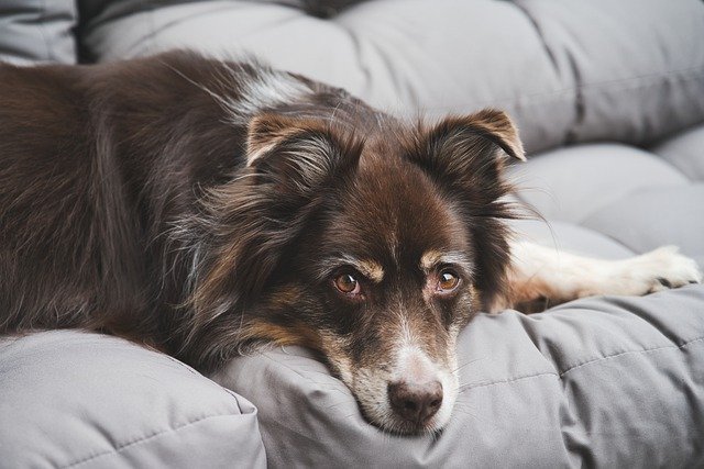 犬がお腹を見せる くねくね動いてる この動きの本当の意味とは Zenbuキニナル