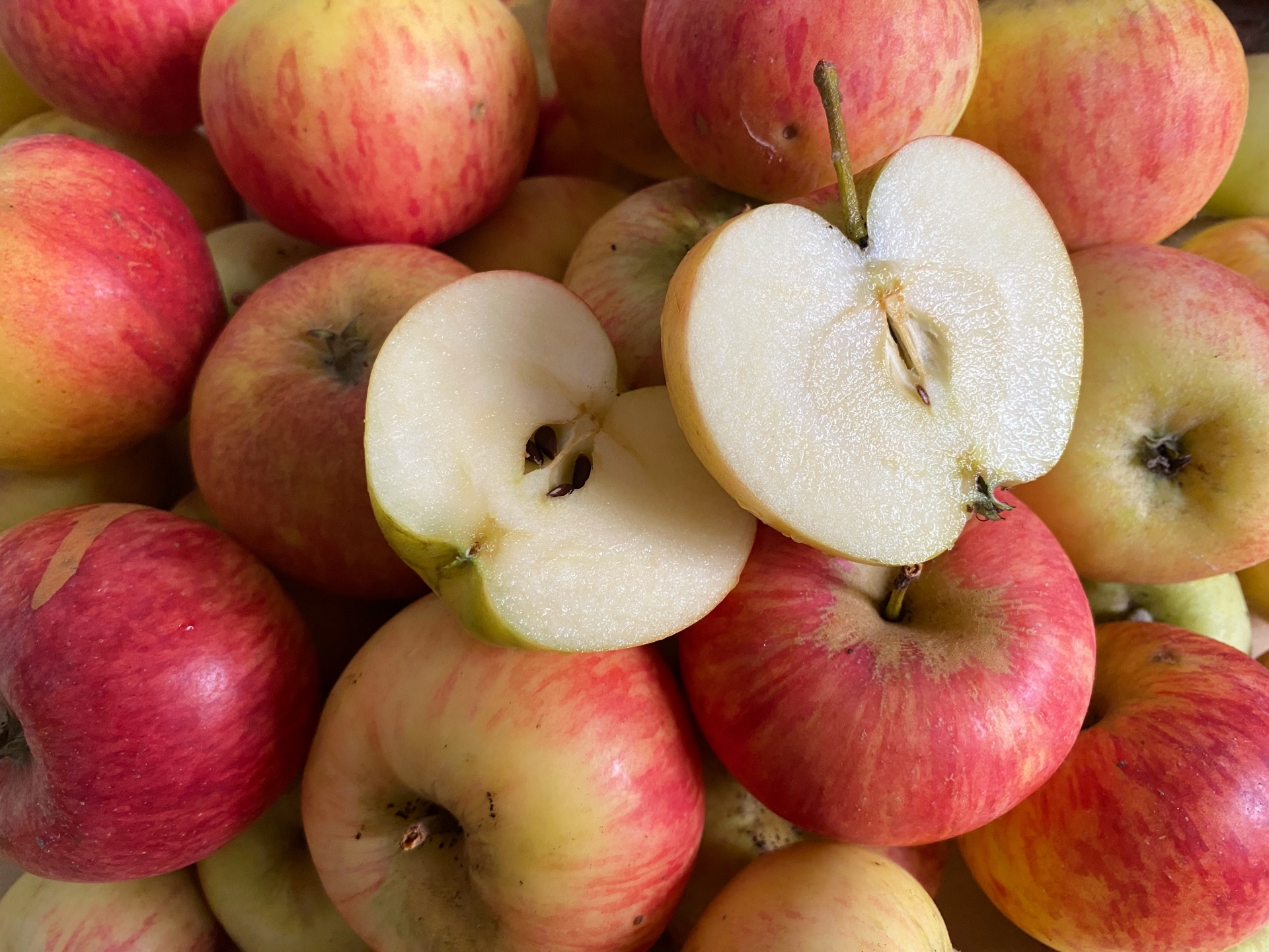 結局いくつ入ってる?りんご10kgの個数目安を把握しよう